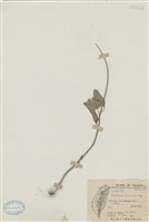 藏品(臺灣澤蘭)的圖片